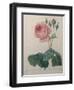 Petaled Rose-Pierre-Joseph Redoute-Framed Art Print