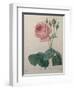 Petaled Rose-Pierre-Joseph Redoute-Framed Art Print