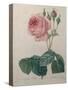 Petaled Rose-Pierre-Joseph Redoute-Stretched Canvas