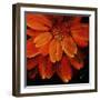 Petalmania I-Farrell Douglass-Framed Giclee Print