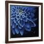 Petalmania III-Farrell Douglass-Framed Giclee Print