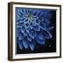 Petalmania III-Farrell Douglass-Framed Giclee Print