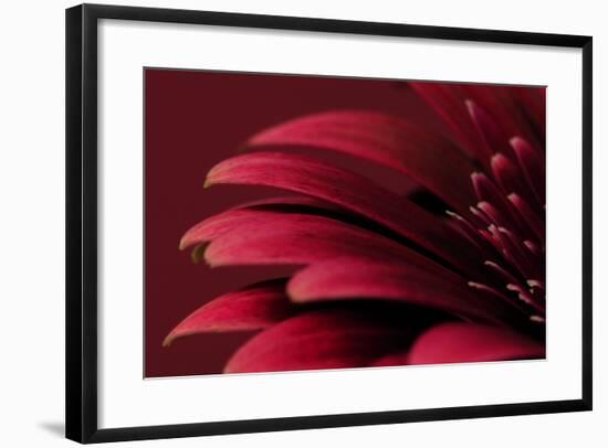 Petals of a Red Gerbera-Tom Quartermaine-Framed Giclee Print