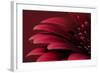 Petals of a Red Gerbera-Tom Quartermaine-Framed Giclee Print