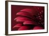 Petals of a Red Gerbera-Tom Quartermaine-Framed Giclee Print