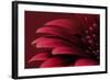 Petals of a Red Gerbera-Tom Quartermaine-Framed Giclee Print