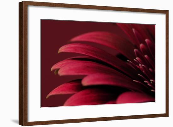 Petals of a Red Gerbera-Tom Quartermaine-Framed Giclee Print