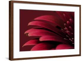 Petals of a Red Gerbera-Tom Quartermaine-Framed Giclee Print