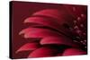 Petals of a Red Gerbera-Tom Quartermaine-Stretched Canvas