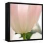 Petals of a Tulip-George Lepp-Framed Stretched Canvas