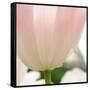 Petals of a Tulip-George Lepp-Framed Stretched Canvas