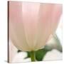 Petals of a Tulip-George Lepp-Stretched Canvas