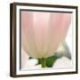 Petals of a Tulip-George Lepp-Framed Photographic Print