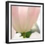 Petals of a Tulip-George Lepp-Framed Photographic Print