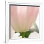 Petals of a Tulip-George Lepp-Framed Photographic Print