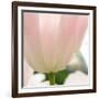 Petals of a Tulip-George Lepp-Framed Photographic Print