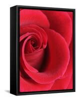 Petals of Red Rose-Clive Nichols-Framed Stretched Canvas