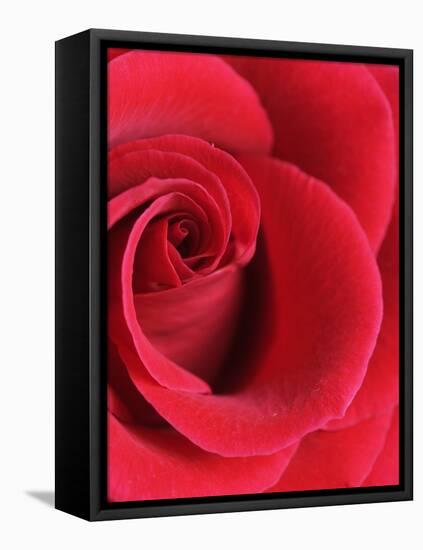 Petals of Red Rose-Clive Nichols-Framed Stretched Canvas