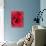 Petals of Red Rose-Clive Nichols-Stretched Canvas displayed on a wall