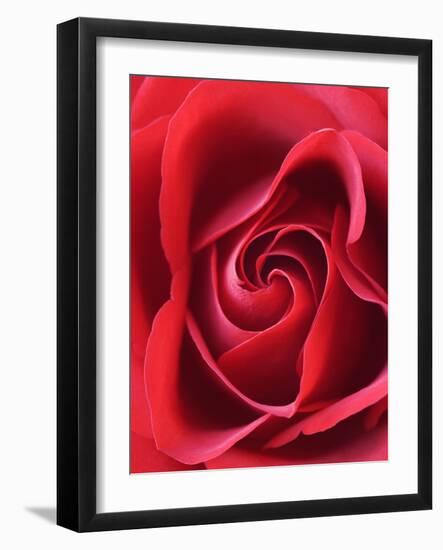 Petals of Red Rose-Clive Nichols-Framed Photographic Print