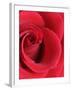 Petals of Red Rose-Clive Nichols-Framed Photographic Print