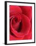 Petals of Red Rose-Clive Nichols-Framed Photographic Print