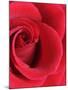 Petals of Red Rose-Clive Nichols-Mounted Photographic Print