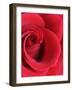 Petals of Red Rose-Clive Nichols-Framed Photographic Print