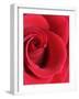 Petals of Red Rose-Clive Nichols-Framed Photographic Print