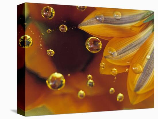 Petals on Mylar Surface with Dew Drops-Nancy Rotenberg-Stretched Canvas