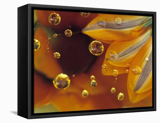 Petals on Mylar Surface with Dew Drops-Nancy Rotenberg-Framed Stretched Canvas