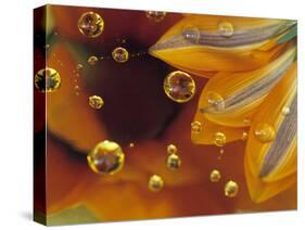 Petals on Mylar Surface with Dew Drops-Nancy Rotenberg-Stretched Canvas