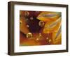 Petals on Mylar Surface with Dew Drops-Nancy Rotenberg-Framed Photographic Print