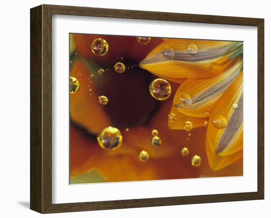 Petals on Mylar Surface with Dew Drops-Nancy Rotenberg-Framed Photographic Print