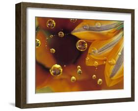 Petals on Mylar Surface with Dew Drops-Nancy Rotenberg-Framed Photographic Print