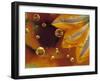 Petals on Mylar Surface with Dew Drops-Nancy Rotenberg-Framed Photographic Print