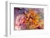 Petals on Petals-Neela Pushparaj-Framed Photographic Print