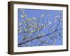 Petals & Sky I-Sharon Chandler-Framed Photographic Print