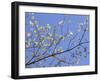 Petals & Sky I-Sharon Chandler-Framed Photographic Print