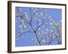 Petals & Sky II-Sharon Chandler-Framed Photographic Print