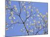 Petals & Sky II-Sharon Chandler-Mounted Photographic Print