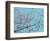 Petals & Sky III-Sharon Chandler-Framed Photographic Print