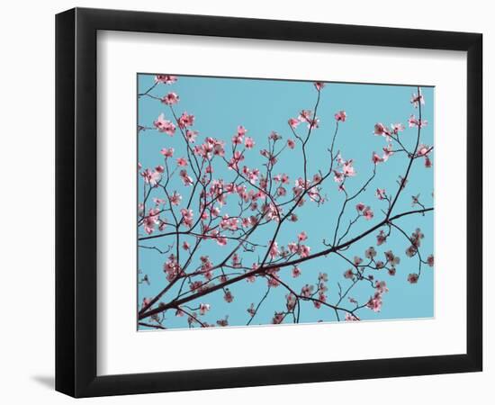 Petals & Sky III-Sharon Chandler-Framed Photographic Print