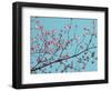 Petals & Sky III-Sharon Chandler-Framed Photographic Print