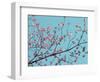 Petals & Sky III-Sharon Chandler-Framed Photographic Print