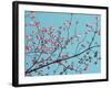 Petals & Sky III-Sharon Chandler-Framed Photographic Print