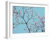 Petals & Sky IV-Sharon Chandler-Framed Photographic Print