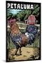 Petaluma, California - Rooster - Scratchboard-Lantern Press-Mounted Art Print