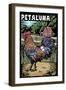 Petaluma, California - Rooster - Scratchboard-Lantern Press-Framed Art Print