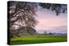Petaluma Farm Scene, Sonoma County California-Vincent James-Stretched Canvas